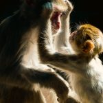 Strategi Dinas Kesehatan dalam Meningkatkan Jumlah Peserta BPJS di Bolaang Mongondow Timur