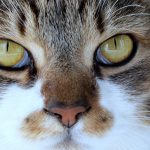 Inovasi dalam Kolaborasi Program UKS di Kabupaten Bolaang Mongondow Timur